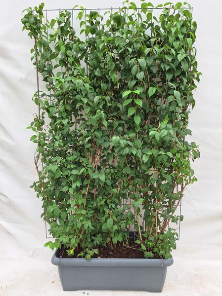 Philadelphus ‚Virginal‘ – Fertighecke – 120 x 180 cm