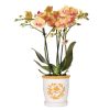 Kolibri Orchids | orange Orchidee Jamaica + Malaga Deko-Topf orange – Topfgröße Ø9cm | blühende Zimmerpflanze – frisch vom Züchter