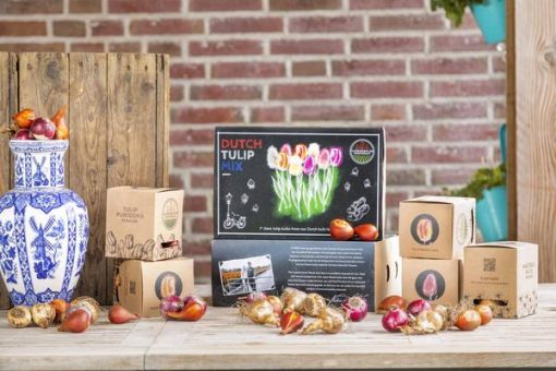 Flowerbulbs Amsterdam - Dutch Tulip Mix - Luxusbox gro�, 90 Blumenzwiebeln f�r 2,5 m� Blumenpracht - Gr��e 12+ – Bild 9