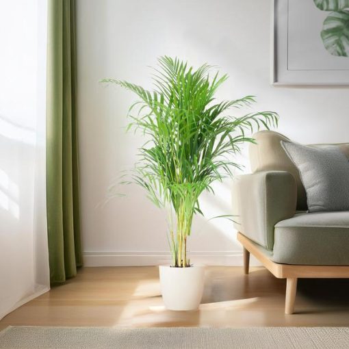 Areca Palm (Dypsis) mit Viber Weiß - 100cm - Ø21 – Bild 3