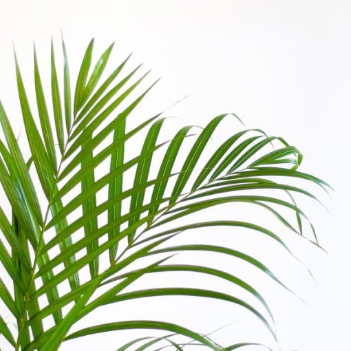 Areca Palm (Dypsis) mit Sofia-Korb natur - 100cm - Ø21 – Bild 4