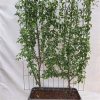 Prunus d. ‚Opal‘ – Pflaume – Fertighecke – 120 x 180 cm