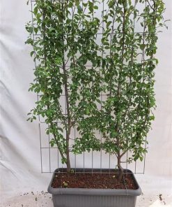 Prunus d. ‚Opal‘ – Pflaume – Fertighecke – 120 x 180 cm