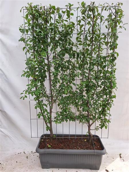 Prunus d. ‚Opal‘ – Pflaume – Fertighecke – 120 x 180 cm