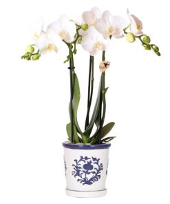 Kolibri Orchideen | weiße Orchidee Amabilis + Malaga Ziertopf blau – Topfgröße Ø9cm | blühende Zimmerpflanze – frisch vom Züchter