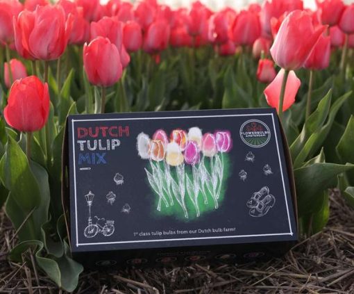 Flowerbulbs Amsterdam - Dutch Tulip Mix - Luxusbox gro�, 90 Blumenzwiebeln f�r 2,5 m� Blumenpracht - Gr��e 12+ – Bild 10