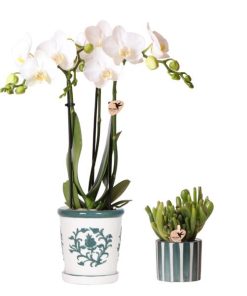 Kolibri Orchids | Set aus weißer Orchidee Amabilis im Malaga-Topf und Sukkulente im Painted Stripe-Topf grün – Topfgröße Ø9cm & Ø6cm | blühende Zimmerpflanze – frisch vom Züchter