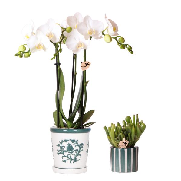 Kolibri Orchids | Set aus weißer Orchidee Amabilis im Malaga-Topf und Sukkulente im Painted Stripe-Topf grün – Topfgröße Ø9cm & Ø6cm | blühende Zimmerpflanze – frisch vom Züchter