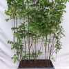 Tetradium daniellii – Bienenbaum – Fertighecke – 120 x 180 cm