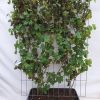 Vitis ‚Boskoop Glory‘ – Fertighecke – 120 x 180 cm