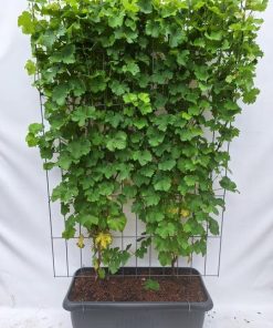 Vitis ‚Himrod‘ – Kernlose Weinrebe – Fertighecke – 120 x 180 cm