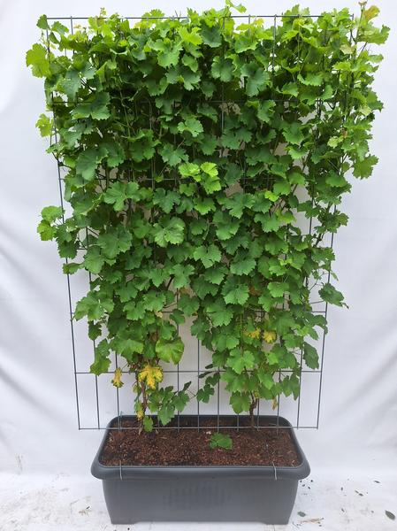 Vitis ‚Himrod‘ – Kernlose Weinrebe – Fertighecke – 120 x 180 cm