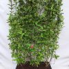 Weigela ‚Bristol Ruby‘ – Weigelie – Fertighecke – 120 x 180 cm