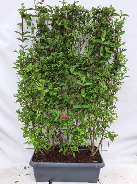 Weigela ‚Bristol Ruby‘ – Weigelie – Fertighecke – 120 x 180 cm