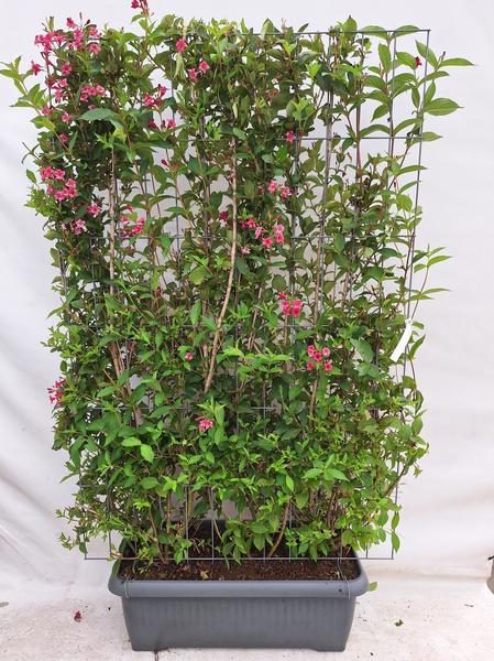 Weigela ‚Newport Red‘ – Weigelie – Fertighecke – 120 x 180 cm