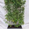 Amelanchier lamarckii – Korinthen – Fertighecke – 120 x 180 cm