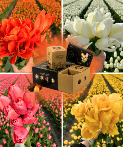 Flowerbulbs Amsterdam – Dutch Tulip Mix – Luxusbox mittel, 40 Blumenzwiebeln f�r 1 m� Blumenpracht – Gr��e 12+