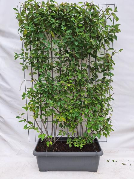 Amelanchier lamarckii – Korinthen – Fertighecke – 120 x 180 cm