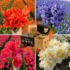 Flowerbulbs Amsterdam – Dutch Flower Mix – Luxusbox mittel, 40 Blumenzwiebeln f�r 1 m� Blumenpracht – Gr��e 12+