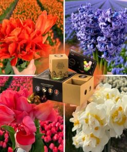 Flowerbulbs Amsterdam – Dutch Flower Mix – Luxusbox mittel, 40 Blumenzwiebeln f�r 1 m� Blumenpracht – Gr��e 12+