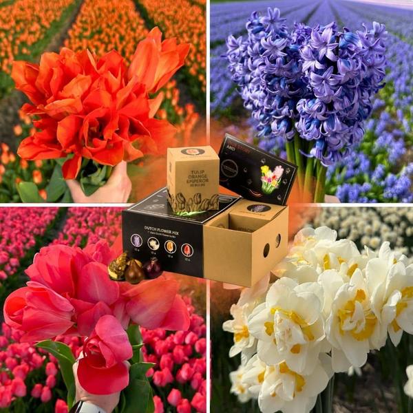 Flowerbulbs Amsterdam – Dutch Flower Mix – Luxusbox mittel, 40 Blumenzwiebeln f�r 1 m� Blumenpracht – Gr��e 12+