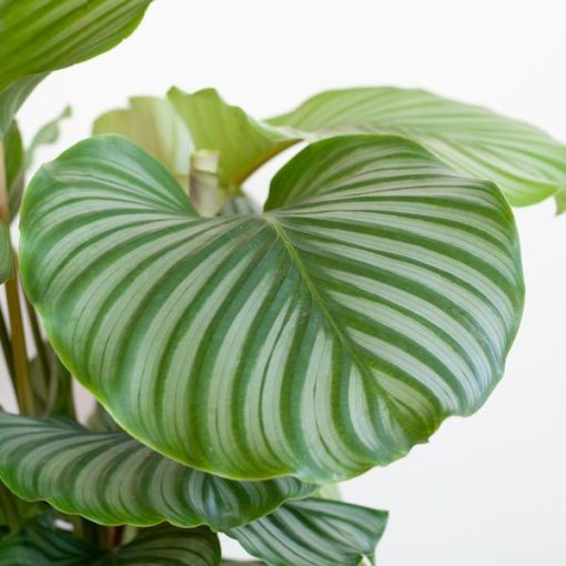 Calathea Orbifolia mit Sofia-Korb natur - 65cm - Ø21 – Bild 4