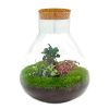 Sam XL Bonsai – DIY Terrarium – 32 cm hoog