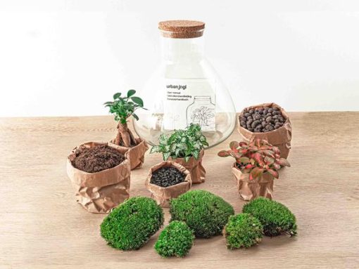 Sam XL Bonsai - DIY Terrarium - 32 cm hoog – Bild 2