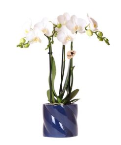 Kolibri Orchids | weiße Amabilis-Orchidee + Candy-Übertopf blau – Topfgröße Ø9cm | blühende Zimmerpflanze – frisch vom Züchter