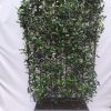 Photinia fraseri ‚Carré Rouge‘ – Fertighecke – 120 x 180 cm