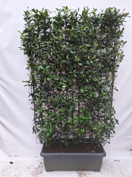 Photinia fraseri ‚Carré Rouge‘ – Fertighecke – 120 x 180 cm