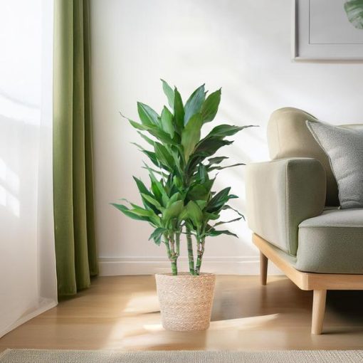 Dracaena Janet Lindt mit Sofia-Korb natur - 95cm - Ø21 – Bild 3