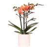 Kolibri Orchids | Orangefarbene Orchidee Bolzano + Star Fish Blumentopf – Topfgröße Ø9cm | Blühende Zimmerpflanze – Frisch vom Züchter