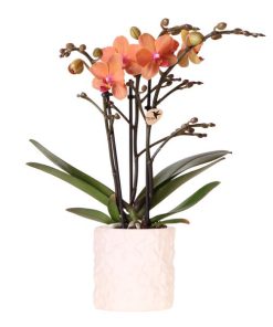 Kolibri Orchids | Orangefarbene Orchidee Bolzano + Star Fish Blumentopf – Topfgröße Ø9cm | Blühende Zimmerpflanze – Frisch vom Züchter