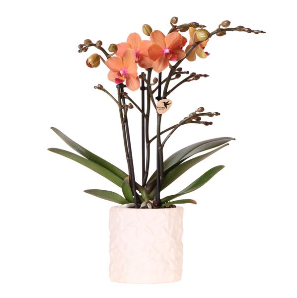 Kolibri Orchids | Orangefarbene Orchidee Bolzano + Star Fish Blumentopf – Topfgröße Ø9cm | Blühende Zimmerpflanze – Frisch vom Züchter