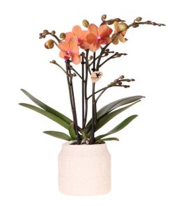 Kolibri Orchids | Orange Orchidee Bolzano + Hieroglyph Zierpot Off White – Topfgröße Ø9cm | blühende Zimmerpflanze – frisch vom Züchter