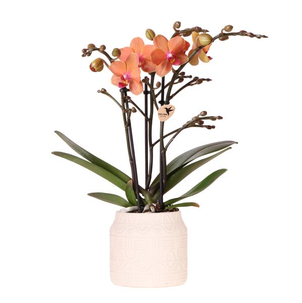 Kolibri Orchids | Orange Orchidee Bolzano + Hieroglyph Zierpot Off White – Topfgröße Ø9cm | blühende Zimmerpflanze – frisch vom Züchter