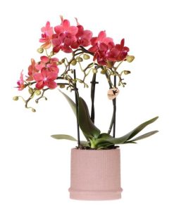 Kolibri Orchids | Rote Orchidee Congo + Bali Zierpot Sand – Topfgröße Ø9cm | blühende Zimmerpflanze – frisch vom Züchter