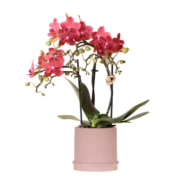 Kolibri Orchids | Rote Orchidee Congo + Bali Zierpot Sand – Topfgröße Ø9cm | blühende Zimmerpflanze – frisch vom Züchter