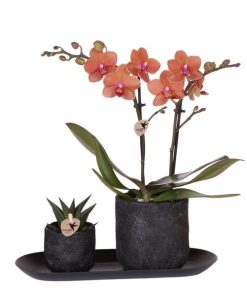 Kolibri Company | Pflanzenset Home Hub Small | Orange Phalaenopsis Orchidee Bolzano und Sukkulente inkl. Keramik-Zierpflanzgefäßen auf schwarzem Tablett – ↕59 cm – Ø30 cm – Ideal für stilvolle Innenräume. Dekorativ und als Geschenk für Pflanzenliebhaber.