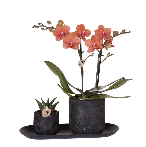 Kolibri Company | Pflanzenset Home Hub Small | Orange Phalaenopsis Orchidee Bolzano und Sukkulente inkl. Keramik-Zierpflanzgefäßen auf schwarzem Tablett – ↕59 cm – Ø30 cm – Ideal für stilvolle Innenräume. Dekorativ und als Geschenk für Pflanzenliebhaber.