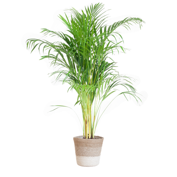 Areca Palm (Dypsis) mit Lissabon-Korb Weiß – 100cm – Ø21