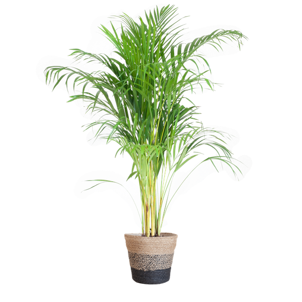 Areca Palm (Dypsis) mit Lissabon-Korb Schwarz – 100cm – Ø21