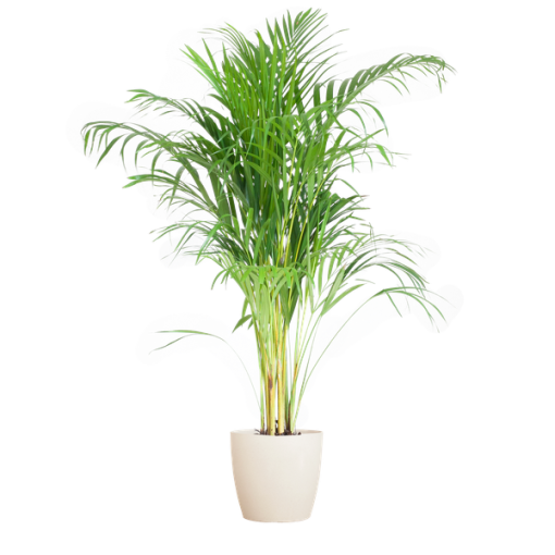 Areca Palm (Dypsis) mit Viber Weiß - 100cm - Ø21