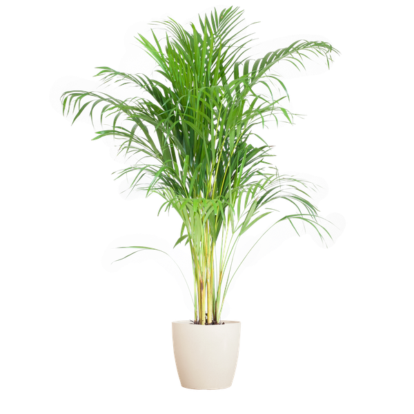 Areca Palm (Dypsis) mit Viber Weiß – 100cm – Ø21