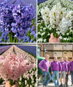 Flowerbulbs Amsterdam – Hyacint Show Off – 30 Blumenzwiebeln f�r 1 m� Blumenpracht – Gr��e 14/15