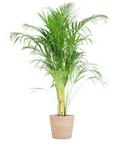 Areca Palm (Dypsis) mit Sofia-Korb natur – 100cm – Ø21