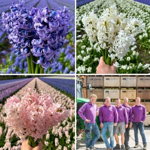 Flowerbulbs Amsterdam - Hyacint Show Off - 30 Blumenzwiebeln f�r 1 m� Blumenpracht - Gr��e 14/15