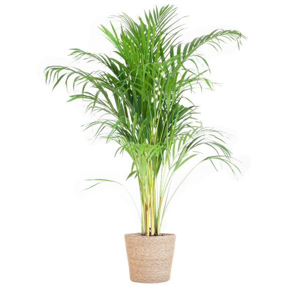 Areca Palm (Dypsis) mit Sofia-Korb natur – 100cm – Ø21