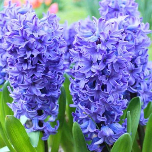 Flowerbulbs Amsterdam - Hyacint Show Off - 30 Blumenzwiebeln f�r 1 m� Blumenpracht - Gr��e 14/15 – Bild 2